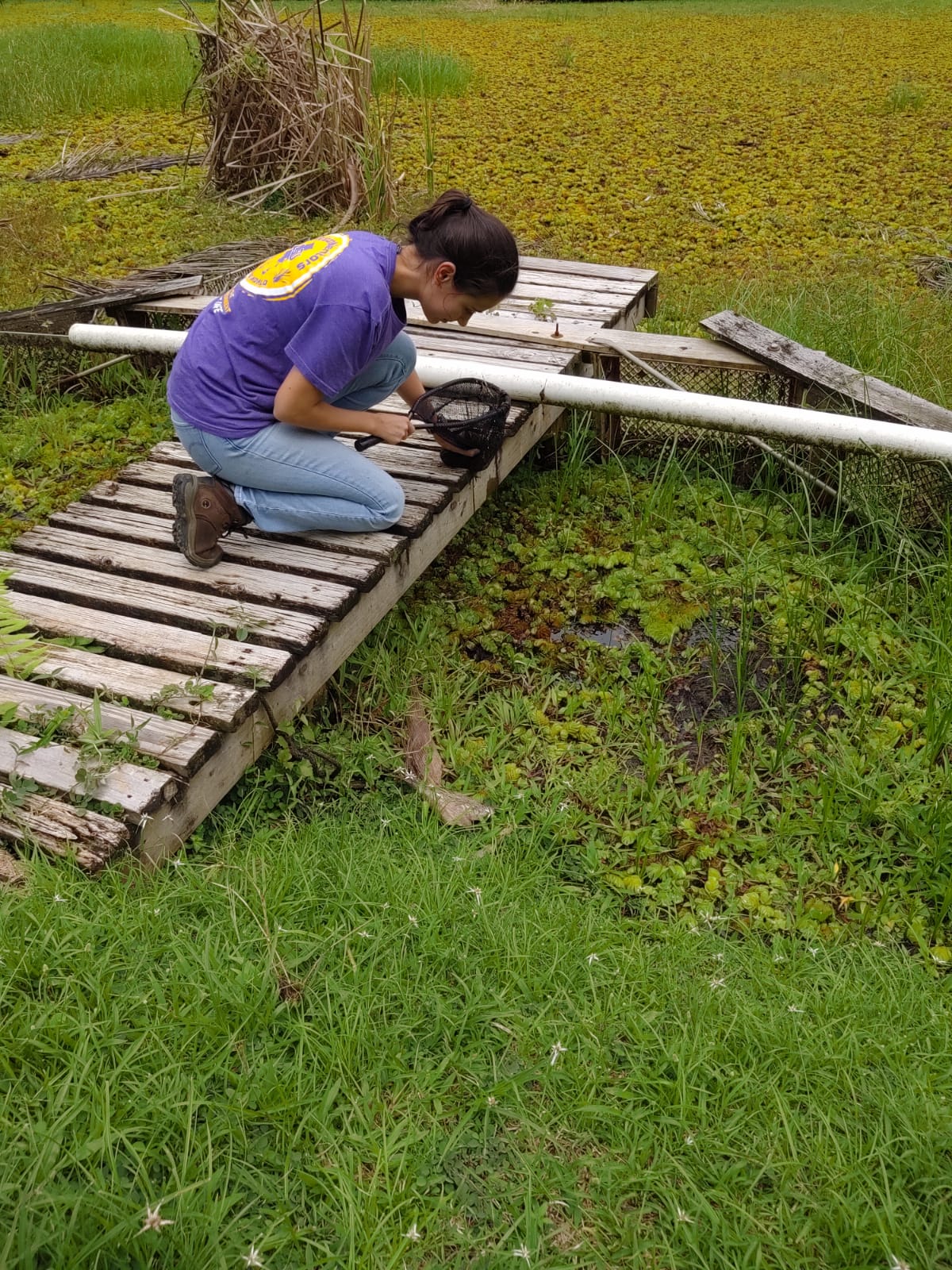 Biological Control of Giant Salvinia: Using New Technology in Puerto Rico